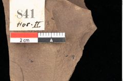 Foto (Detailsansicht) von Engelhardia orsbergensis, (Wessel et Weber) Jähnichen, Mai et Walther (NHMW-GEO-2024-0188-0841)